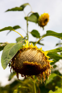 Sonnenblume, verblüht, Nahaufnahme, Blume, Botanik, Pflanzenwelt, Norddeich, Niedersachsen, Deutschland, Sonnenblume, verblüht, Nahaufnahme, Blume, Botanik, Pflanzenwelt, Norddeich, Niedersachsen, Deutschland,